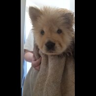 Chow Chow - Both
