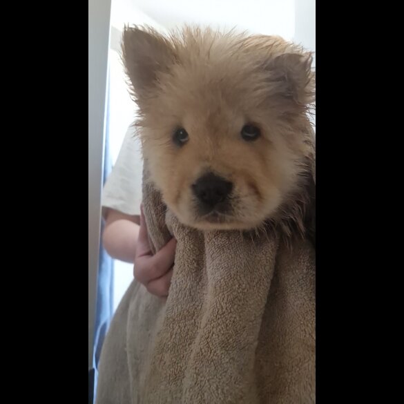Chow Chow - Both
