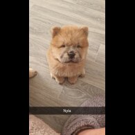 Chow Chow - Both