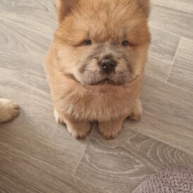 Chow Chow - Both