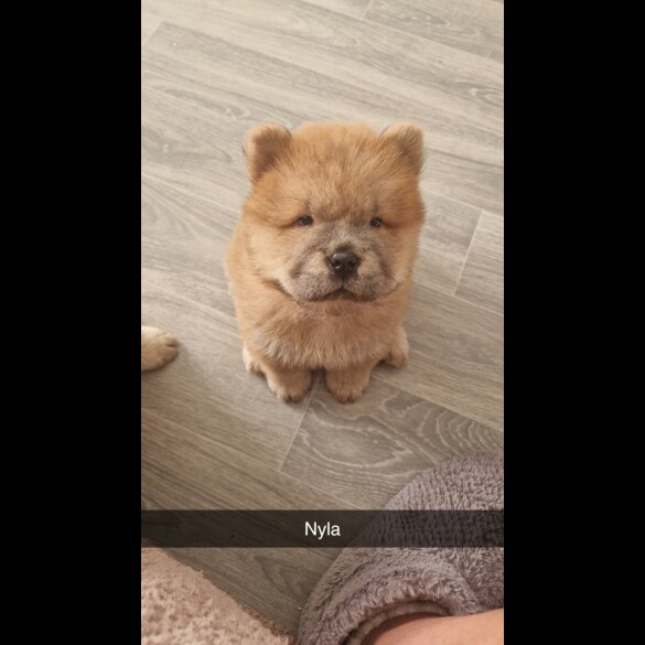 Chow Chow - Both