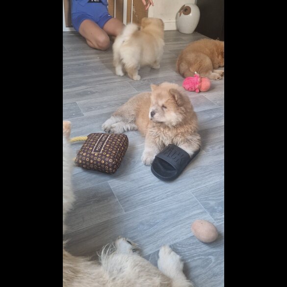 Chow Chow - Both