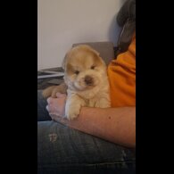 Chow Chow - Both