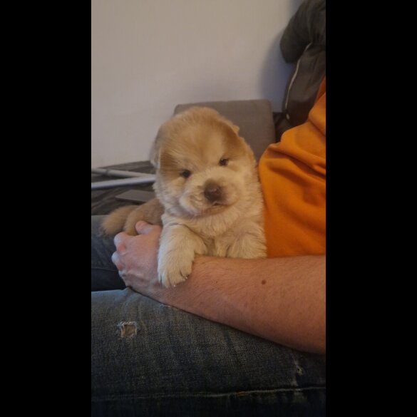 Chow Chow - Both