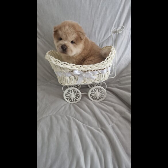 Chow Chow - Both