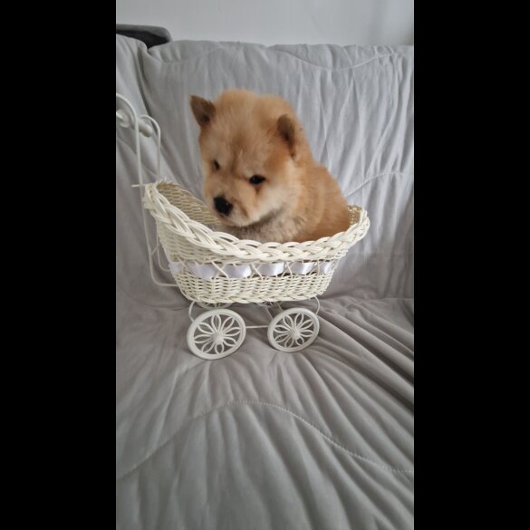 Chow Chow - Both