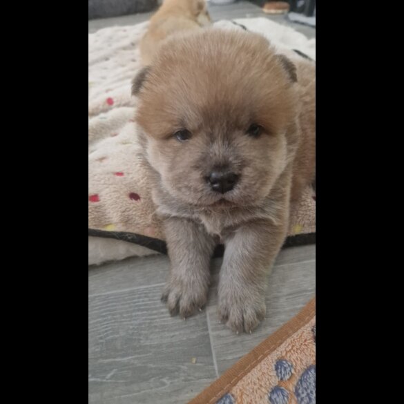 Chow Chow - Both