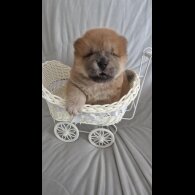 Chow Chow - Both
