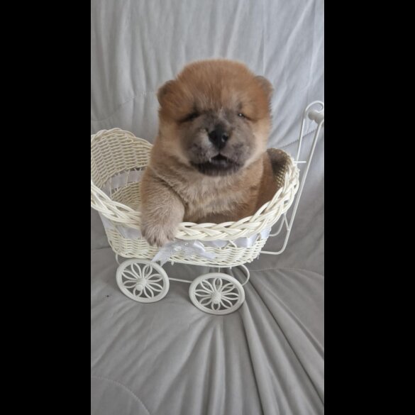 Chow Chow - Both
