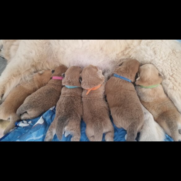 Chow Chow - Both
