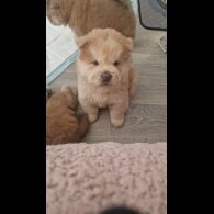 Chow Chow - Both