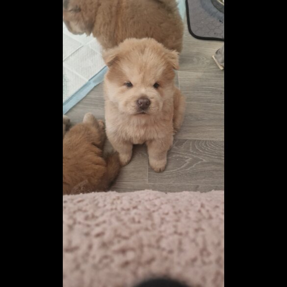 Chow Chow - Both