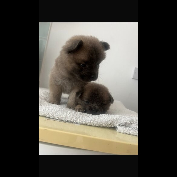 Chow Chow - Both