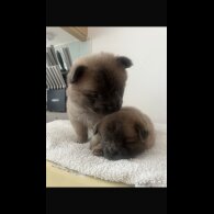 Chow Chow - Both
