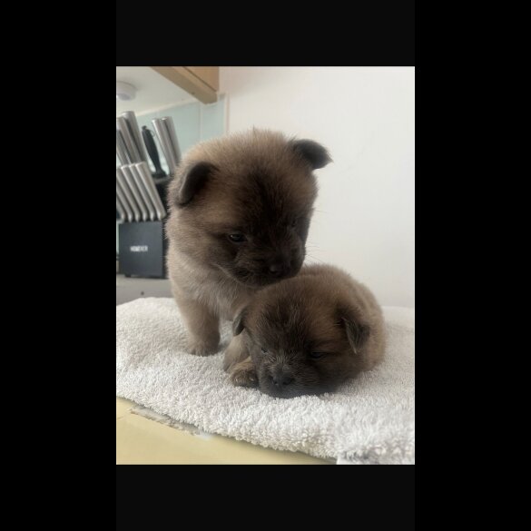 Chow Chow - Both