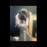 Chow Chow - Both