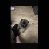 Chow Chow - Both