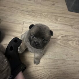 Chow Chow - Both