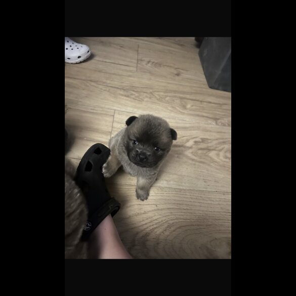 Chow Chow - Both