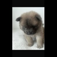 Chow Chow - Both
