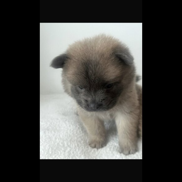 Chow Chow - Both