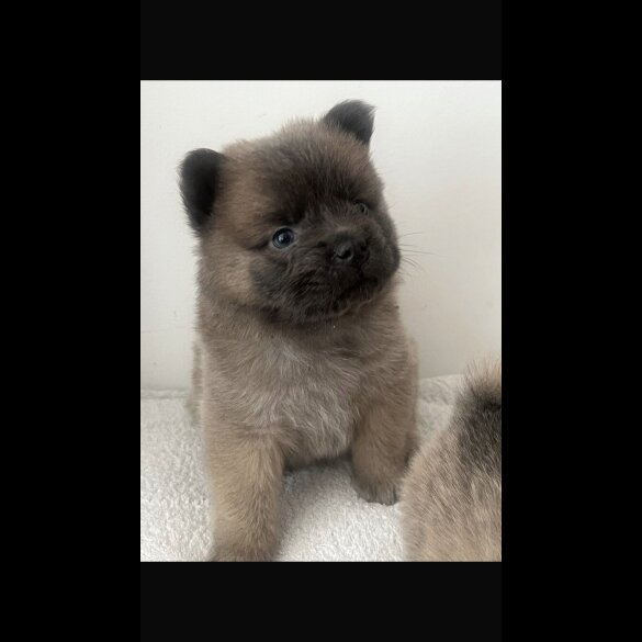 Chow Chow - Both