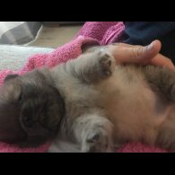 Chow Chow - Both