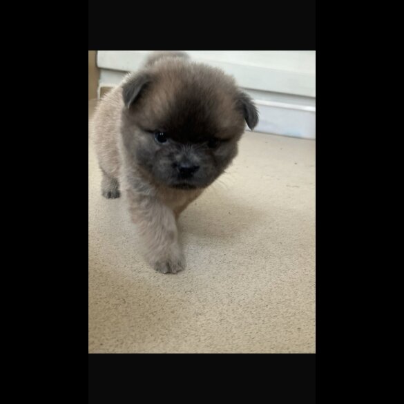 Chow Chow - Both
