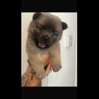 Chow Chow - Both