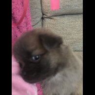 Chow Chow - Both