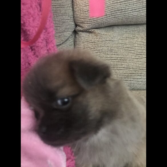 Chow Chow - Both