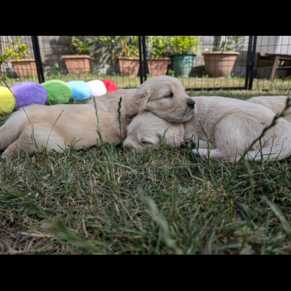 Golden Retriever - Both