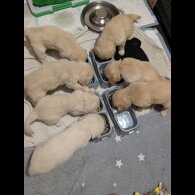 Golden Retriever - Both