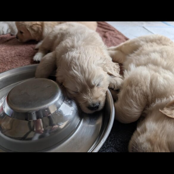 Golden Retriever - Both