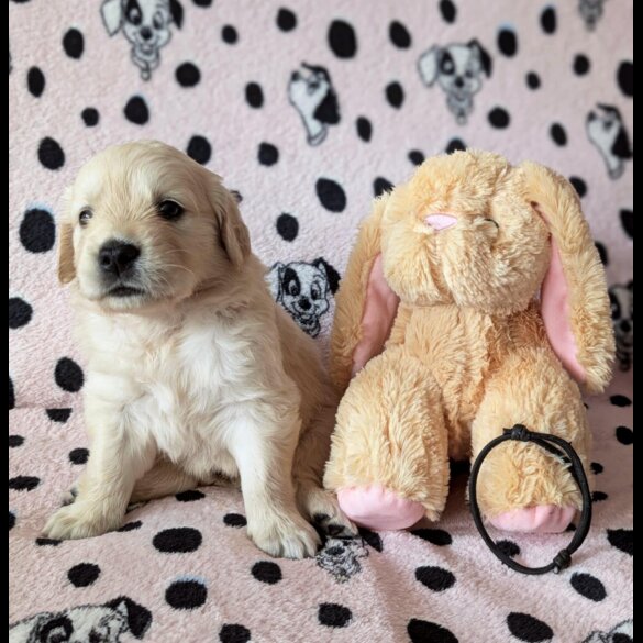 Golden Retriever - Both