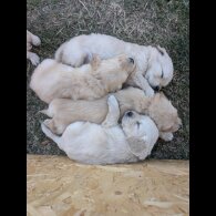 Golden Retriever - Both