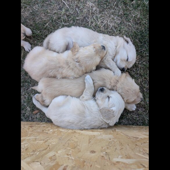 Golden Retriever - Both