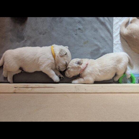 Golden Retriever - Both