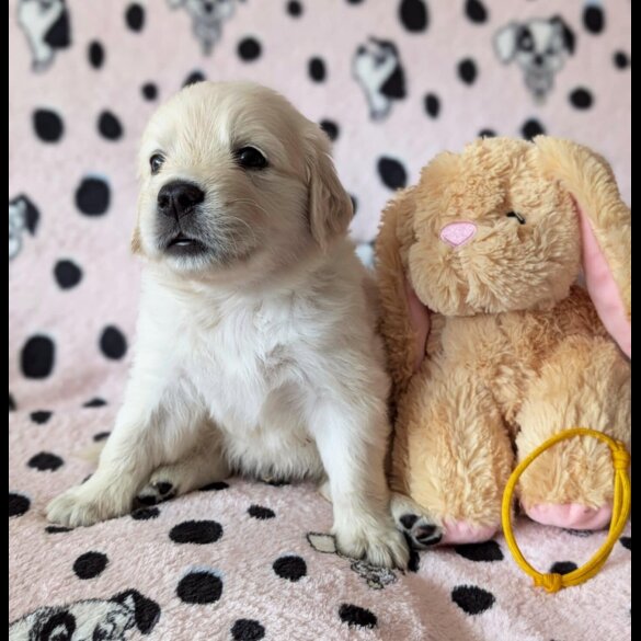Golden Retriever - Both