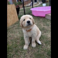 Golden Retriever - Both