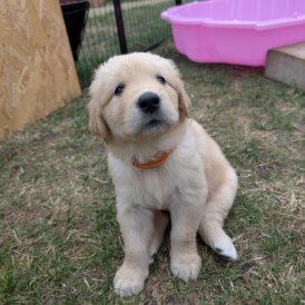 Golden Retriever - Both
