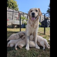 Golden Retriever - Both