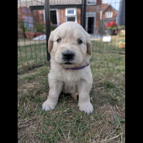 Golden Retriever - Both