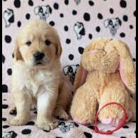 Golden Retriever - Both