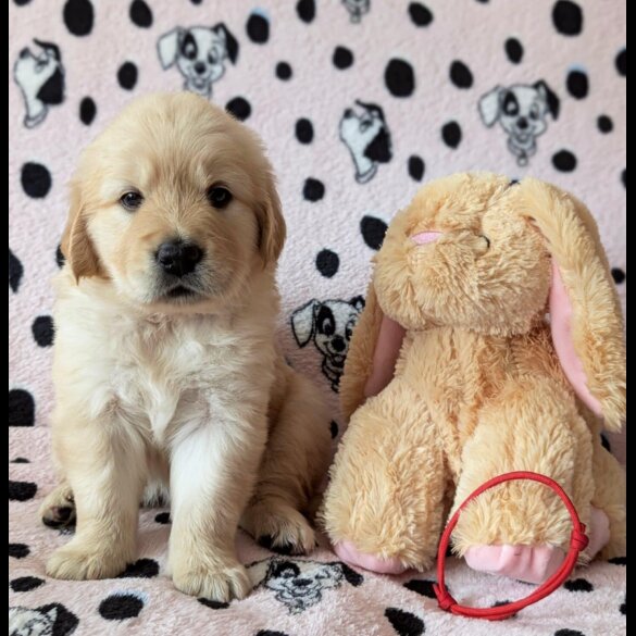 Golden Retriever - Both