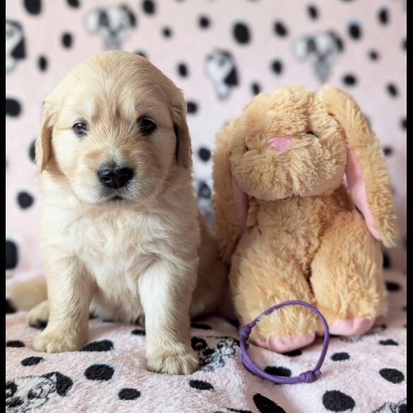 Golden Retriever - Both