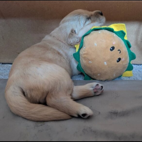 Golden Retriever - Both