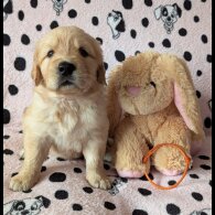 Golden Retriever - Both