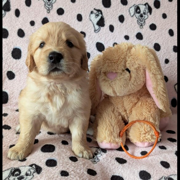 Golden Retriever - Both