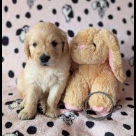 Golden Retriever - Both
